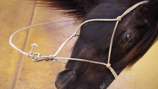 Close-up portrait of brown horse head with bridle in stable. Domestic animal rural, mane, preparation for equestrian. Vertical