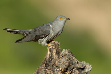Common Cuckoo with the last light of the evening in its breeding territory in a Mediterranean forest in spring