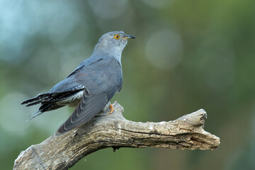 Common Cuckoo on his favorite watchtower within a Mediterranean forest in his breeding territory...