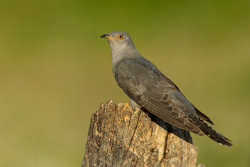 Common Cuckoo on his favorite watchtower with the last lights of a spring day in a Mediterranean forest