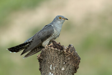 Common Cuckoo on his favorite watchtower within a Mediterranean forest in his breeding territory...