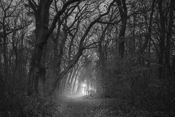 A path that leads through a dark, foggy forest, at the end of which there is a street lamp, dark, foggy forest, black and white photo