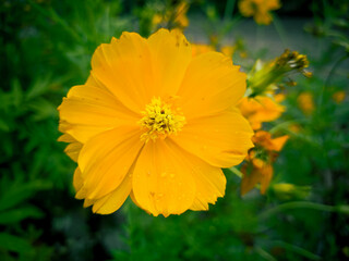 Sulphur cosmos flower stands in focus, with green leaves blurred in bokeh background, a serene botanical scene	