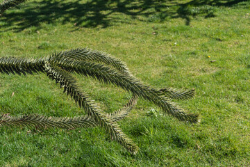 Spiky green Araucaria araucana, monkey puzzle tree, monkey tail tree, or Chilean pine in landscape...
