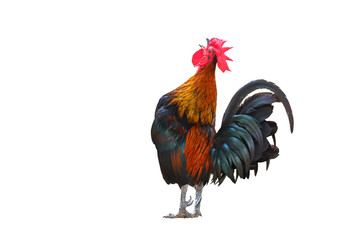 Rooster bantam crows isolated on transparent background png file	