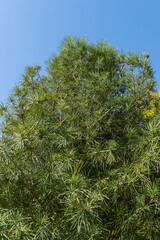 Krasnodar "Japanese Garden". Branch of rare endangered Japanese umbrella pine plant. Sciadopitys verticillata. Public landscape park "Krasnodar" or Galitsky Park. Autumn 2023.