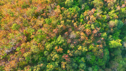 Experience Thailand's lush deciduous Dipterocarp forest like never before. From the bird's-eye...
