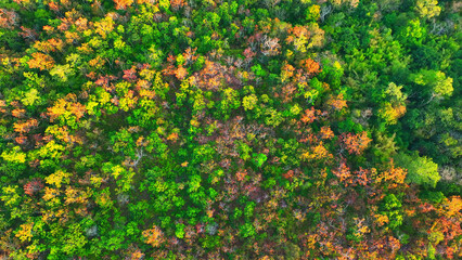 Thailand's arid dipterocarp forest, captured from above, showcases a breathtaking mosaic of vibrant colors and intricate patterns, a true masterpiece of nature. Ecosystem and biodiversity concept. 
