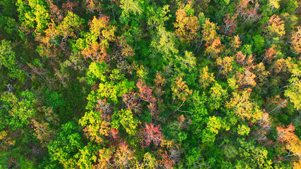 Behold the enchanting spectacle of a Thai deciduous forest ablaze with fiery hues. A drone's eye...