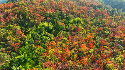Aerial view of Thailand's dry dipterocarp forest unveils a mesmerizing tapestry of golden foliage and lush greenery, dancing under the sun's warm embrace. Forest and nature concept. 
