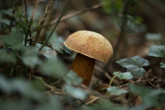 ritratto con visuale macro e dal basso di un fungo marrone chiaro sbiadito e giallo cresciuto in mezzo alla vegetazione di un bosco naturale in autunno