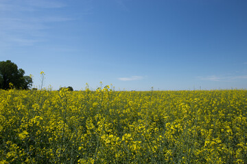vista dettagliata sulla moltitudine di fiori gialli di piante di colza in un campo coltivato, in...