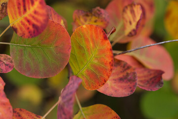 visuale macro delle bellissime foglie colorate della pianta di scotano o albero di nebbia, sul carso italiano, mentre cambiano colore dal verde al rosso durante l'autunno