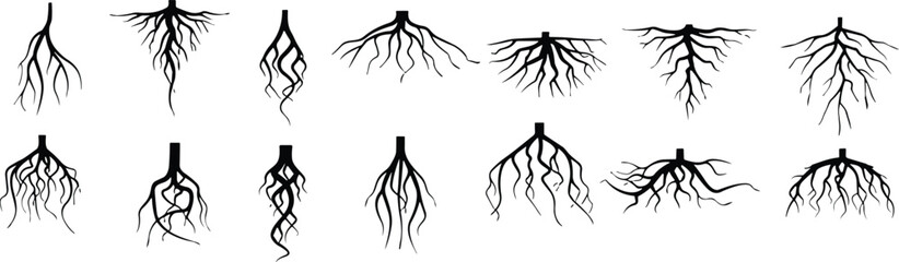 Trees roots silhouette icon vector set. Taproot and fibrous root systems of various plants, realistic black roots illustrations.