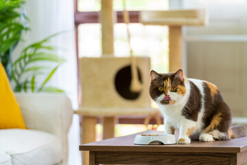 Female chocolate tortie white British Shorthair indoor cat eating cat food in living room. Adorable...