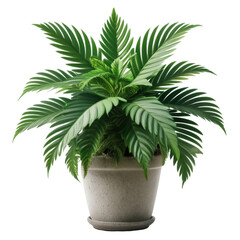 Fototapeta premium tree in a pot