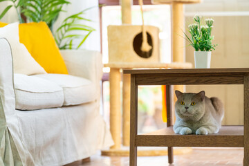Portrait of Cute male lilac gray color British Shorthair breed indoor cat enjoy and fun playing in living room. Adorable domestic feline pet cat relaxing with human owner family at home.