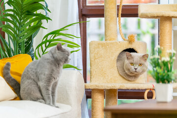 Cute British Shorthair breed indoor cat enjoy and fun playing together on cat tree in living room....