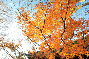 瑞泉寺境内の本堂。
本尊の釈迦如来像が安置されている。

日本国神奈川県鎌倉市にて。
2021年12月19日撮影。

二階堂にある瑞泉寺。
鎌倉時代1327年創建。
鎌倉でも随一の花の寺、紅葉の寺として有名。
境内は日本国の史跡に指定され、庭園は日本国の名勝となっている。日本国の重要文化財の坐像なども多くある。

The main hall in the precincts of Zuisen-j