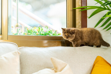 Cute female cinnamon tortie colors British Shorthair breed kitten enjoy and fun playing on sofa in...