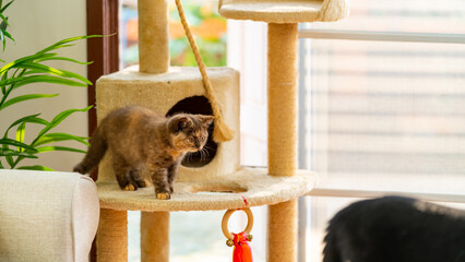 Group of Cute British Shorthair breed kitten enjoy and fun playing together on cat tree in living...
