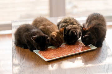Group of Little British Shorthair kitten eating cat food on white dish on the floor in living room....