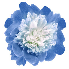 Light  blue peony flower  on a white isolated background with clipping path. Closeup. For design....