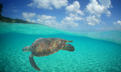 a sea turtle swimming on a beach on the island of Curacao