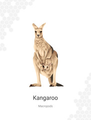 Kangaroo - Macropods illustration wall decor ideas