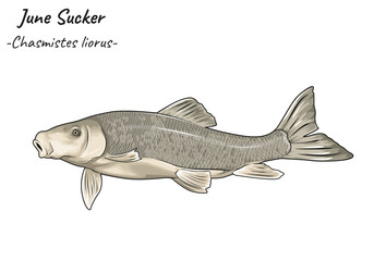 June Sucker - Chasmistes liorus illustration version 2