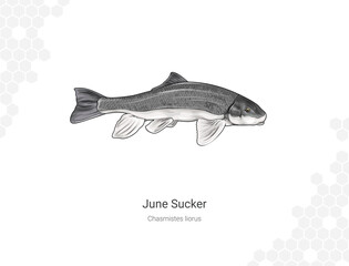 June Sucker - Chasmistes liorus illustration wall decor ideas