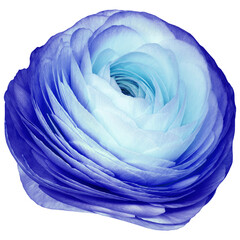 Fototapeta premium Rose flower on isolated background with clipping path. Closeup. For design. Studio shot. Transparent background 