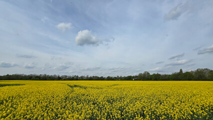 Golden rapeseed field flowers under a clear blue sky, with fluffy white clouds