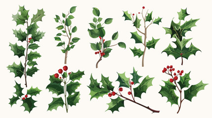 Vector set of green leaves and twigs Holly mistletoe.
