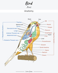 Bird Anatomy Canary Yorkshire illustration with text