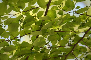 Chinese hackberry Nettle tree ( Celtis sinensis ) Green leaves and fruit (drupe). The fruit that grows behind the leaves