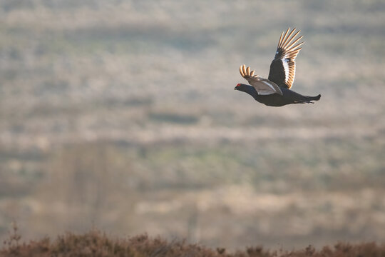 Black grouse (Lyrurus tetrix) flying at sunset, Perthshire, Scotland