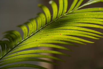 Green leaf Sago palm, leaf of palm tree