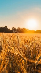 Obraz premium Golden Hour Splendor Over Flourishing Wheat Field