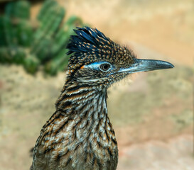 The greater roadrunner (Geococcyx californianus) is a long-legged bird in the cuckoo family. - obrazy, fototapety, plakaty