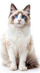 A fluffy white cat with blue eyes is sitting on a white background