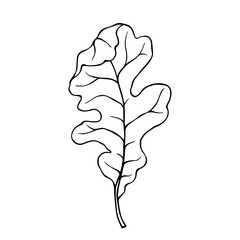 Linear sketch of an oak leaf.Decorative botanical element.Vector graphics.