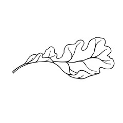 Linear sketch of an oak leaf.Decorative botanical element.Vector graphics.