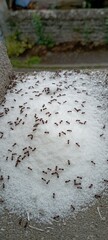 Brown ants walking on white sugar on the stone porch of a house
