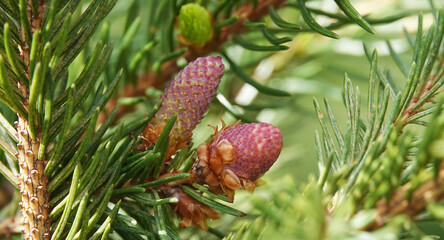 Cones in clusters in spring on pine branches