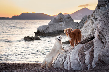 A white dog and a brown dog stand on rugged seaside rocks as the sunset paints the sky over distant...