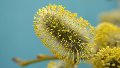 Goat willow tree its spring flowering