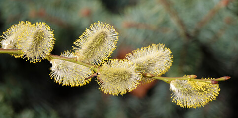 Goat willow tree its spring flowering