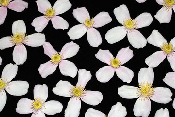 Pretty Pink and White Clematis Flower Petals on Black background