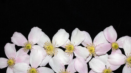 Pretty Pink and White Clematis Flower Petals on Black background